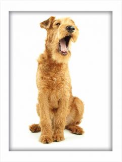 Airedale Terrier Bruno