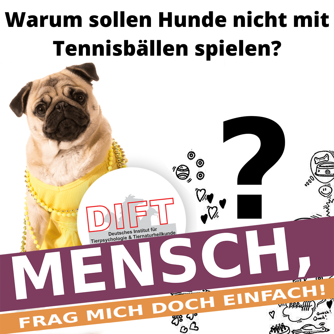 Hund Tennisball Gefahr